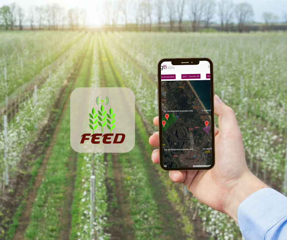 Feed
